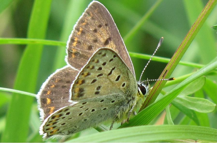 Lycaena tityrus?